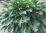 Philodendron Xanadu 