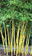 Bambusa eutuldoides 