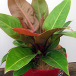 Philodendron sp. 