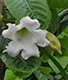 Beaumontia grandiflora 