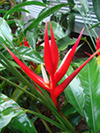 Heliconia angusta Red Holiday
